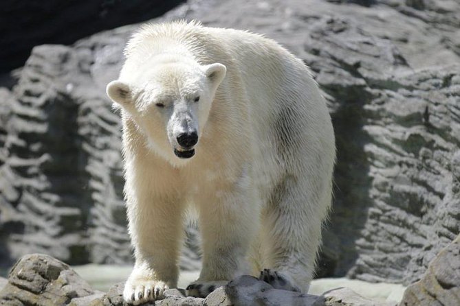 Prague Zoo Admission Ticket including Round Trip Transfer - A Zoo Day on the Vltava: What This Ticket Really Buys You