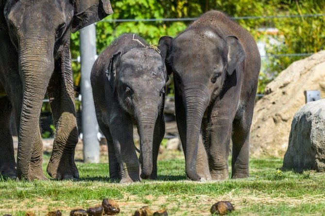 Prague Zoo Admission Ticket including Round Trip Transfer - Round-Trip Transfers: Why the Pickup Timing Matters
