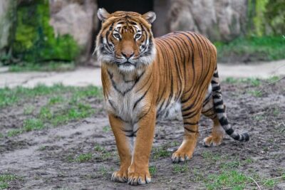 Prague Zoo Admission Ticket including Round Trip Transfer - Prague Zoo Grounds: 60 Hectares, 10 Km of Walking, and a Tram Plan
