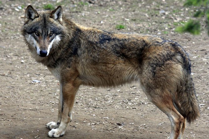 Prague Zoo Admission Ticket including Round Trip Transfer - What You’ll See: Savanna, Indonesian Jungle, Polar World, and More