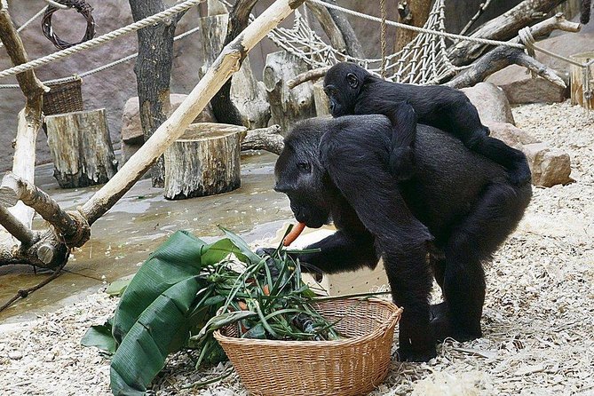 Prague Zoo Admission Ticket including Round Trip Transfer - A Realistic Itinerary: How the 3–8 Hours Usually Feels
