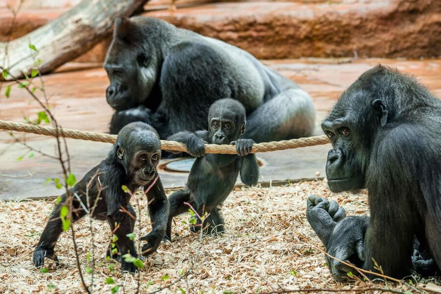 Prague Zoo: Skip-the-Line Entry Ticket - Key Points at a Glance