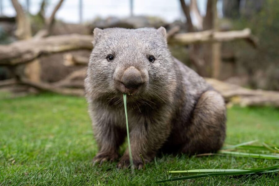 Prague Zoo: Skip-the-Line Entry Ticket - Price and Value: $15 isn’t just a ticket, it’s time