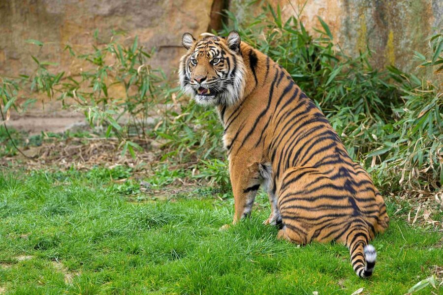Prague Zoo: Skip-the-Line Entry Ticket - How Long Should You Plan? 3 to 5 hours, or a full day