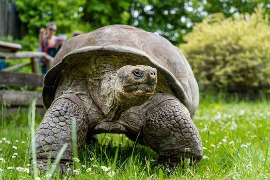 Prague Zoo: Skip-the-Line Entry Ticket - What You’ll See: animals at every size, every mood