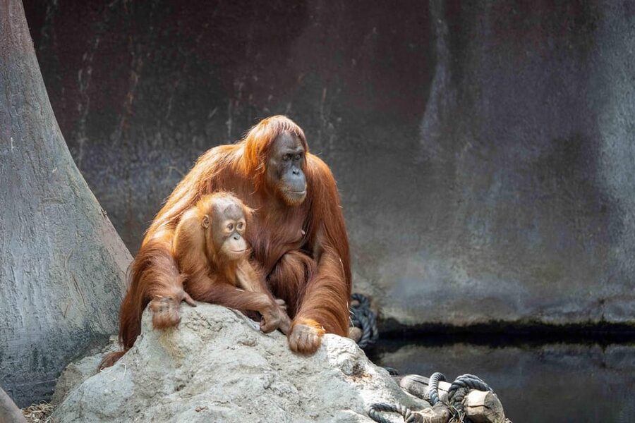 Prague Zoo: Skip-the-Line Entry Ticket - Season and Hours: what to expect from January to December