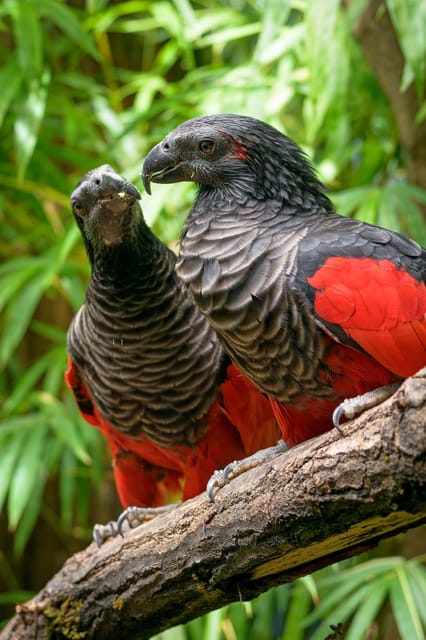 Prague Zoo: Skip-the-Line Entry Ticket - Rules and Comfort: what’s not allowed (and what you should plan for)