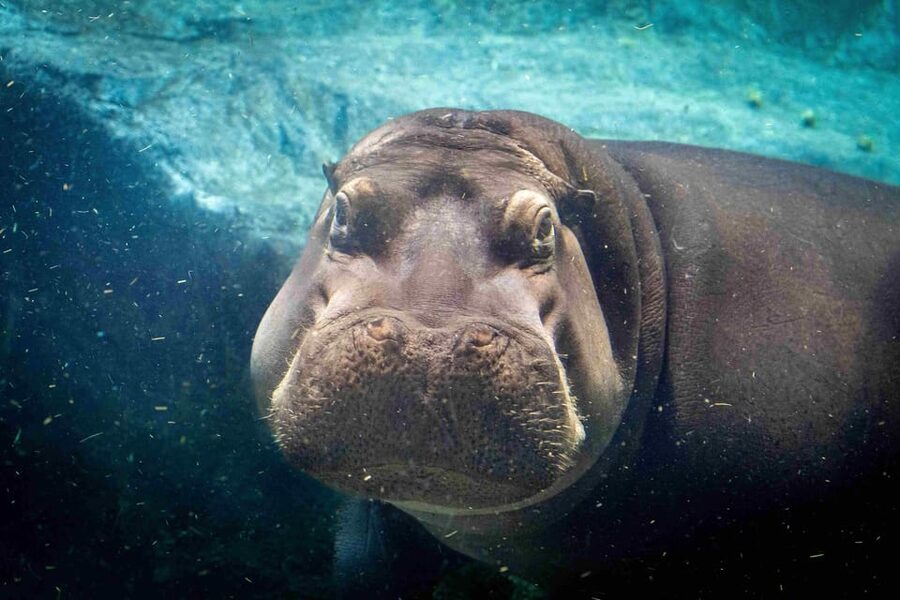 Prague Zoo: Skip-the-Line Entry Ticket - Skip-the-Line Entry: how you actually save time