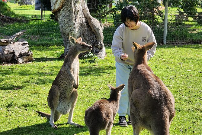 Premium Adelaide Hills Cleland Wildlife and Hahndorf Minibus Tour - Key things I’d mark on your map before you go