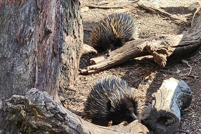 Premium Adelaide Hills Cleland Wildlife and Hahndorf Minibus Tour - Cobb’s Hill Estate: the cheese platter + optional wine moment