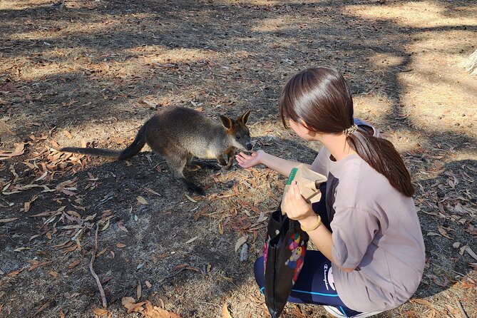 Premium Adelaide Hills Cleland Wildlife and Hahndorf Minibus Tour - The Adelaide Hills drive: scenic, but don’t count on it being a long hangout