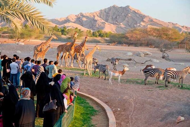 Private Al Ain Tour by 4x4 Vehicle with Zoo Tickets - Key highlights worth getting excited about