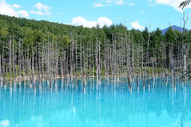【Private Car】Asahiyama Zoo, Blue Pond, Shirahige Falls, Ningle Terrace (from Sapporo) - Shirahige Falls: Short Stop, Strong Impression
