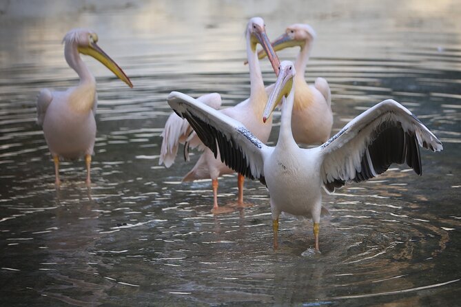 Private Half Day Tour To The Zoo In Giza - Key highlights to watch for