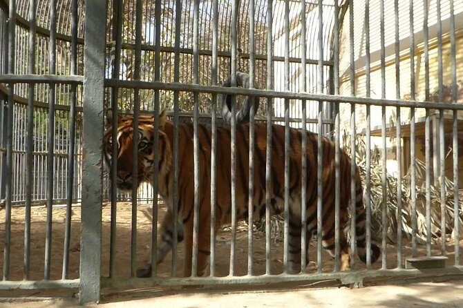 Private Half Day Tour To The Zoo In Giza - Giza Zoo is more than a quick stop