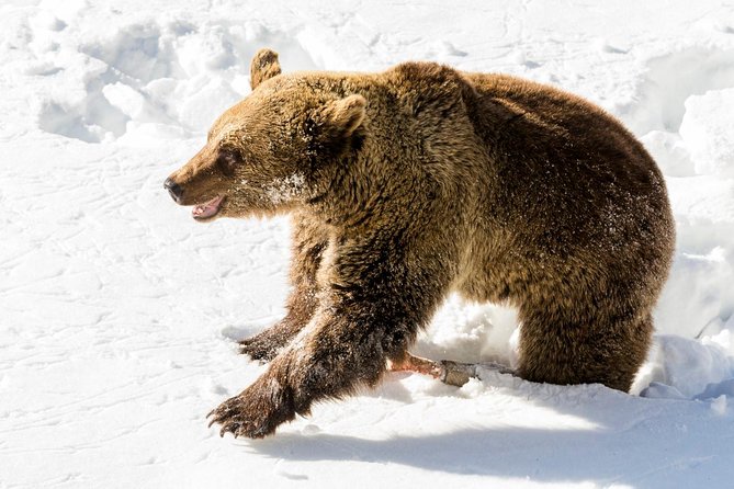 Private Ranua Zoo tour - Your Ranua Zoo walk through the arctic forest (about 2.5 km)