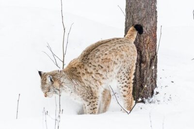 Private Ranua Zoo tour - Seeing nearly 200 Arctic animals and birds: what a zoo visit really means