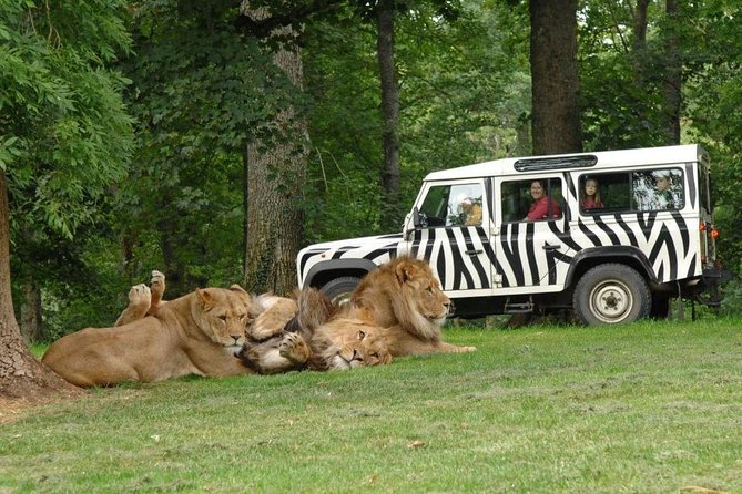 Private Return Transfer Thoiry Zoo Safari from Paris - Thoiry Zoo Safari: How the Open-Air Layout Feels Different