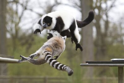 Private Return Transfer Thoiry Zoo Safari from Paris - Botanical Garden Break: A Change of Pace After the Safari