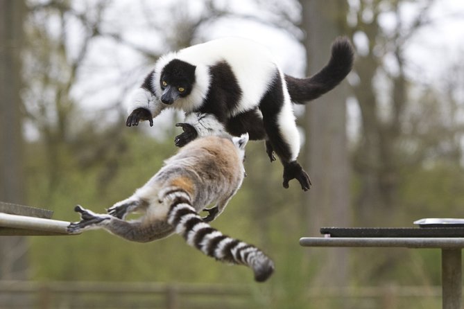 Private Return Transfer Thoiry Zoo Safari from Paris - Botanical Garden Break: A Change of Pace After the Safari