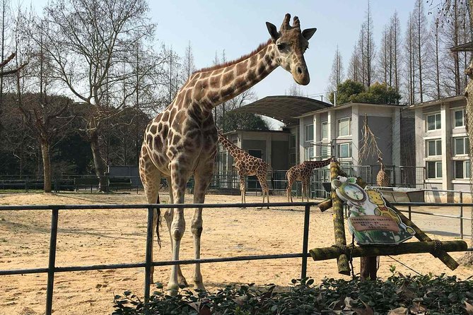 Private Transfer between Shanghai Zoo and City Hotels - The Return Pickup That Keeps Your Half-Day From Sliding