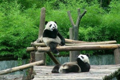 Private Transfer between Shanghai Zoo and City Hotels - Self-Guided Zoo Time vs Adding a Private Guide
