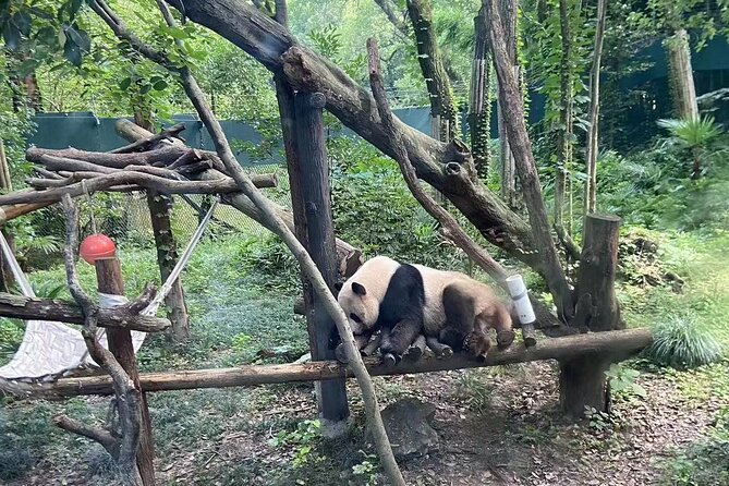 Private Zhujiajiao Water Town Tour with Shanghai Zoo and Panda - Private Door-to-Door Day: Where the Time Actually Goes