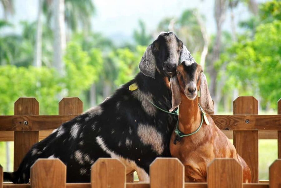 Punta Cana: Xploration Animal Park Bus Tour with Encounters - Key highlights you’ll actually care about