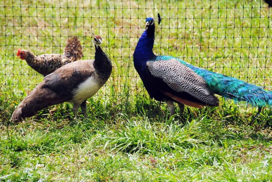 Punta Cana: Xploration Animal Park Bus Tour with Encounters - Horse ride: a standout activity for a family half-day