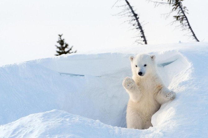 Ranua Wildlife Park Day: Visit the Arctic Animals - Ranua Wildlife Park: Why This Arctic Day Trip Works