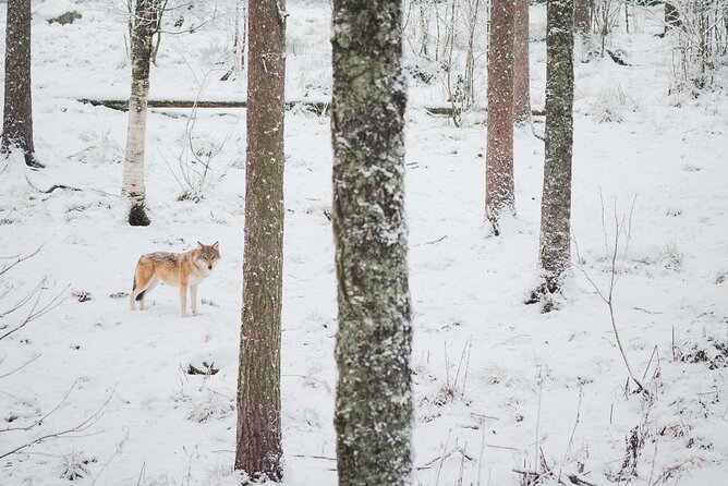 Ranua Wildlife Park Day: Visit the Arctic Animals - Entering the Park: How the Arctic Enclosures Feel Different