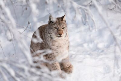 Ranua Wildlife Park Day: Visit the Arctic Animals - What’s Included: Winter Clothes, Entry Fees, and a Real Guide