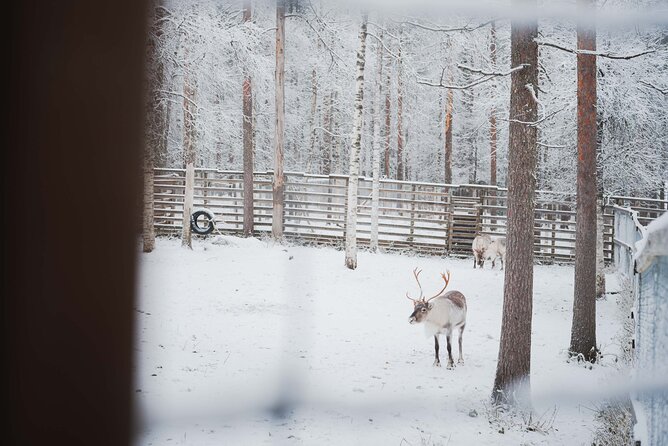Ranua Wildlife Park Day: Visit the Arctic Animals - Lunch Break and Free Time: Plan the Best Use of Your Hour