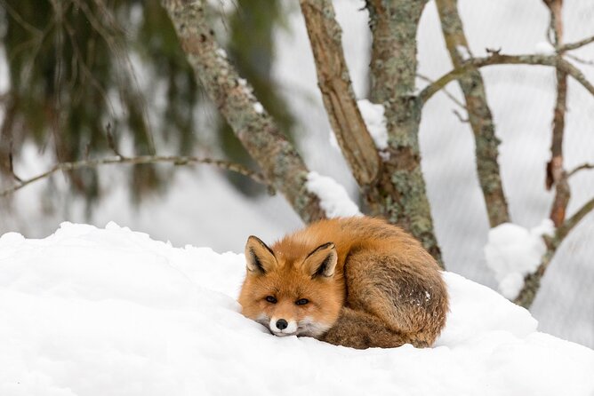 Ranua Wildlife Park Day: Visit the Arctic Animals - Price and Value: Is $154 a Fair Deal?
