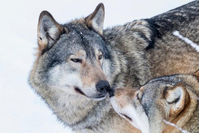 Ranua Wildlife Park Day: Visit the Arctic Animals - Tips for Making the Most of Your Day