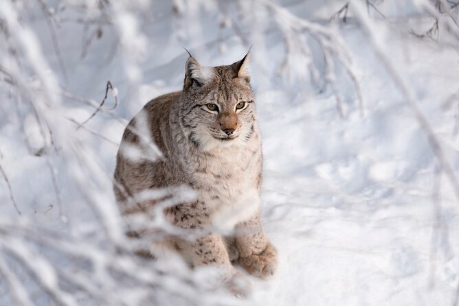 Ranua Wildlife Park Day: Visit the Arctic Animals - What’s Included: Winter Clothes, Entry Fees, and a Real Guide