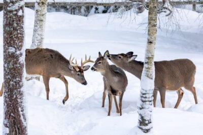 Ranua: Wildlife Park Entrance Ticket - Price and value: what about $31 gets you