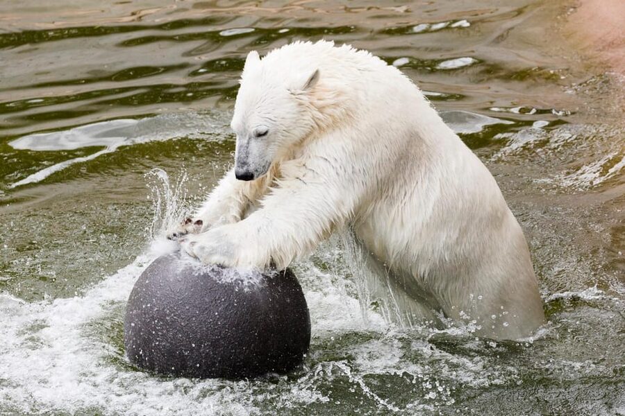 Ranua: Wildlife Park Entrance Ticket - Winter tips that make the difference between fun and freezing