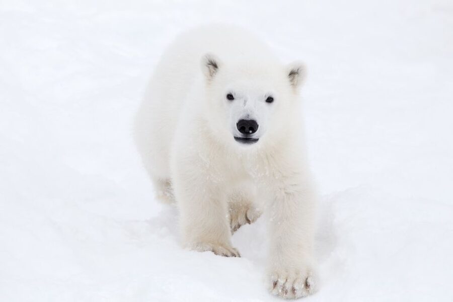 Ranua: Wildlife Park Experience with Buffet Lunch - Ranua Wildlife Park: Why This Arctic Day Trip Works