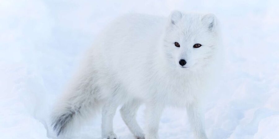 Ranua: Wildlife Park Experience with Buffet Lunch - Guided Tour With 200+ Arctic Specimens: The Best Part, When It’s Done Right