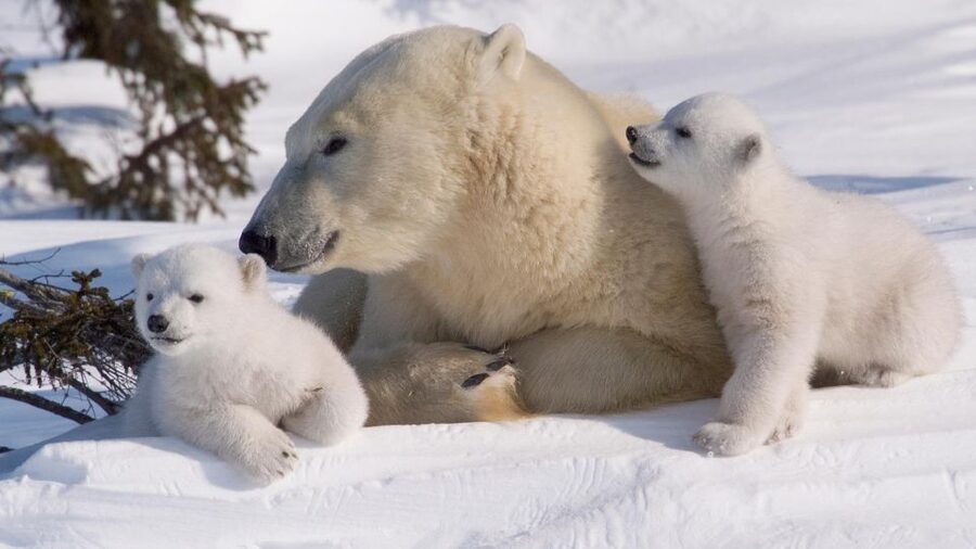 Ranua: Wildlife Park Experience with Buffet Lunch - Winter Gear and Cold Weather Reality