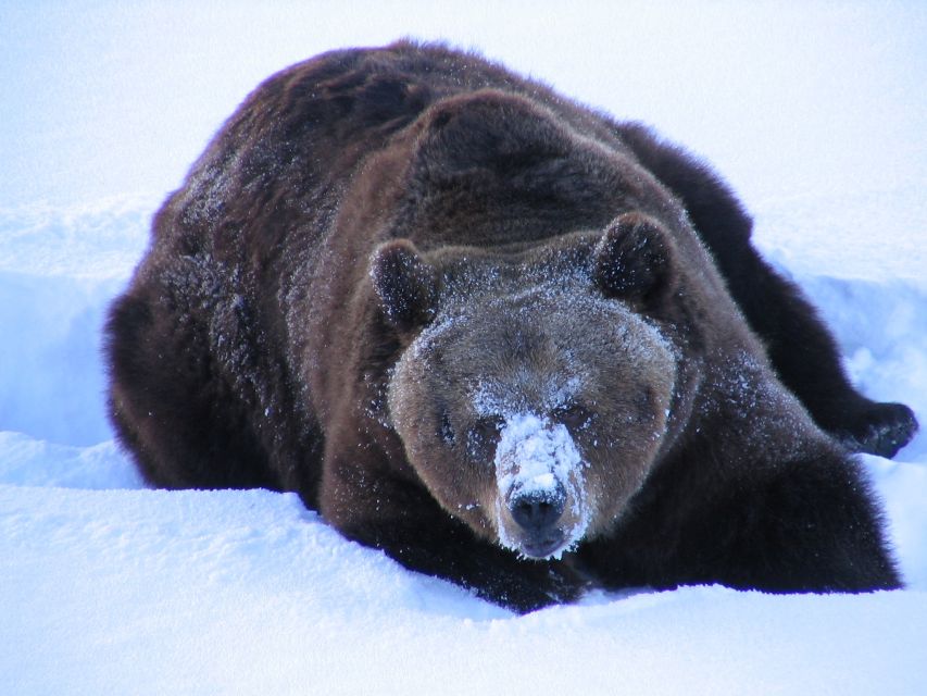 Ranua Wildlife Park Guided Tour from Rovaniemi - What to Bring (Winter Clothes Are On You)
