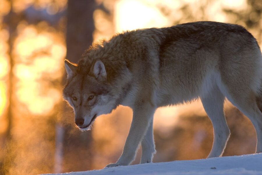 Ranua Wildlife Park Guided Tour from Rovaniemi - How This Tour Turns a 1-Hour Drive into Real Arctic Time