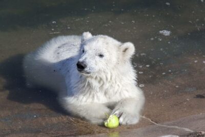 Ranua Wildlife Park Guided Tour from Rovaniemi - Pickup, Transportation, and the Schedule You Can’t Ignore