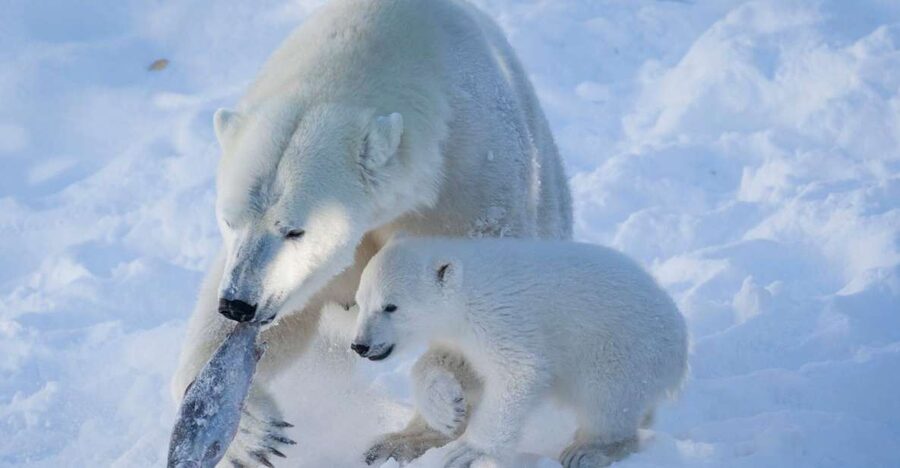 Ranua Wildlife Park Guided Tour from Rovaniemi - The Guided Walk: What “2.5 Kilometers” Means in Real Terms
