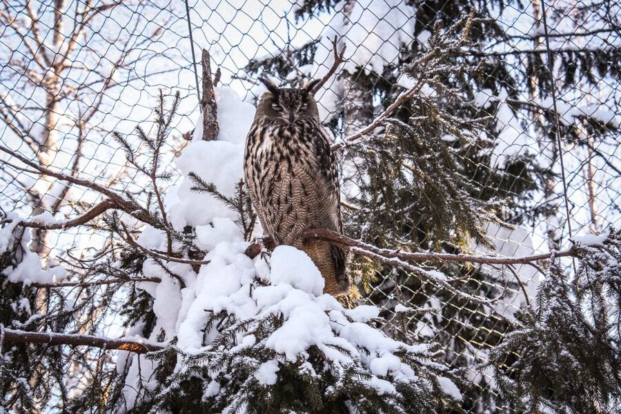 Ranua Wildlife Park Guided Tour from Rovaniemi - Price and Value: Is $165 Worth It?
