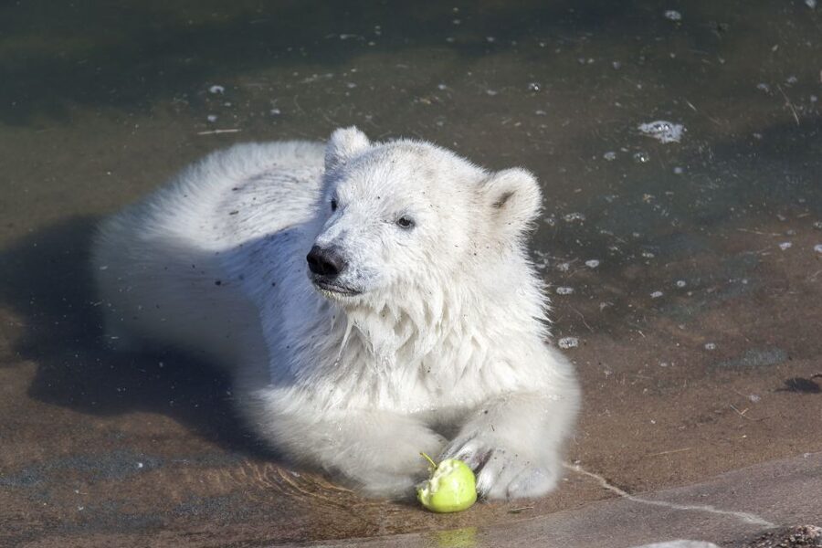 Ranua Wildlife Park Guided Tour from Rovaniemi, With Lunch - A Guided Walk That Covers 2.5 km Without Rushing