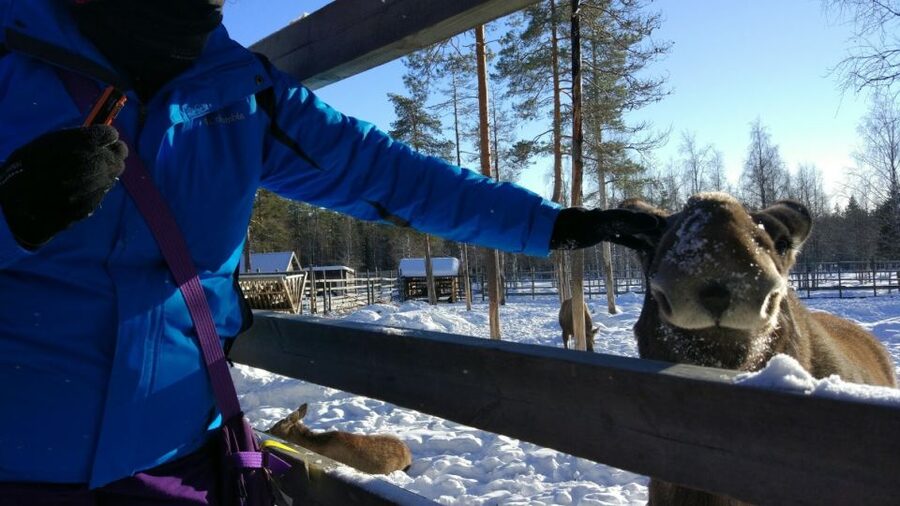 Ranua Wildlife Park Guided Tour from Rovaniemi, With Lunch - Guides, Small Groups, and What Makes This Feel Personal