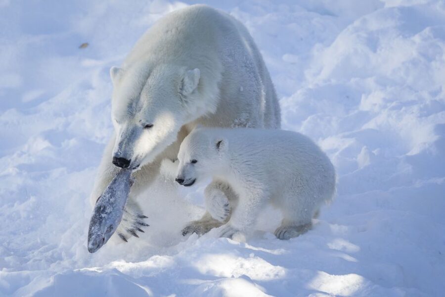 Ranua Wildlife Park Guided Tour from Rovaniemi, With Lunch - Who This Ranua Tour Works Best For
