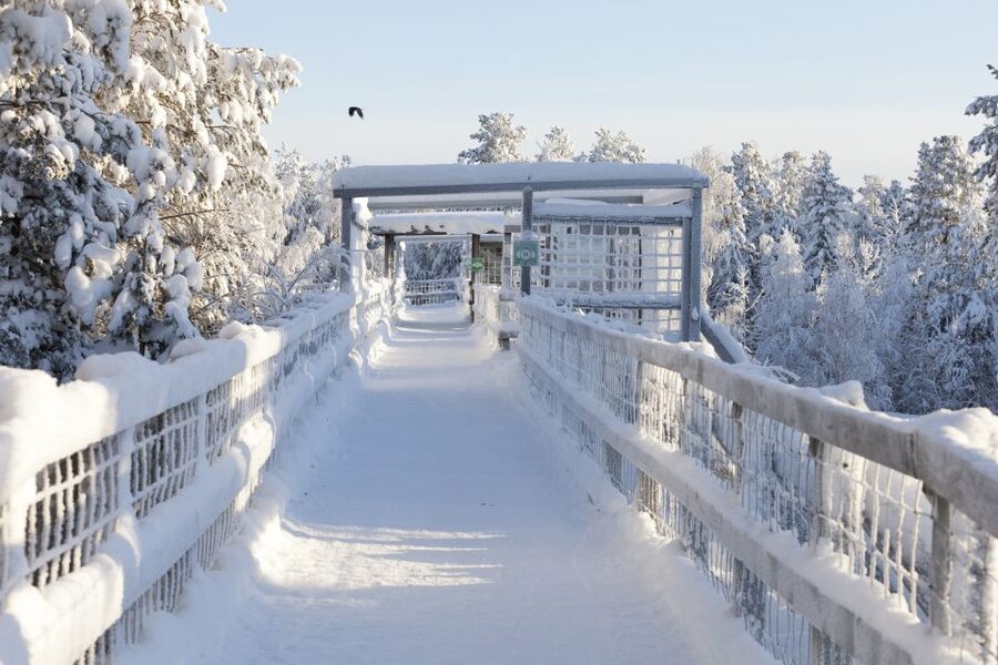Ranua Wildlife Park Guided Tour from Rovaniemi, With Lunch - Should You Book It: My Decision Guide